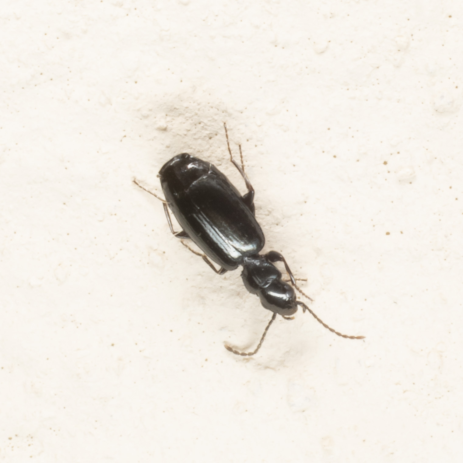 Carabidae da identificare